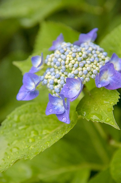 紫陽花