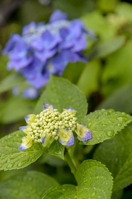 紫陽花