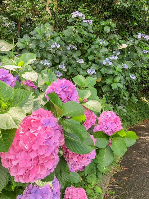 江の島　紫陽花