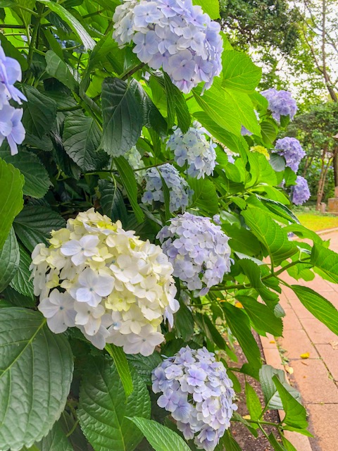 江の島　紫陽花