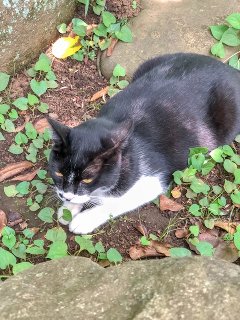 江の島　猫