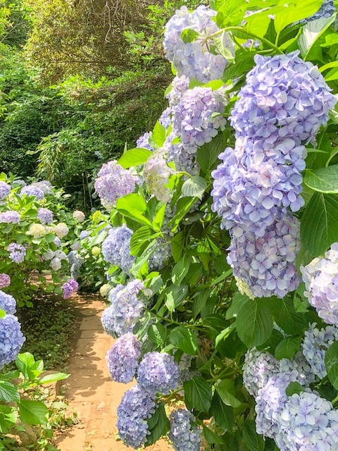 江の島　紫陽花