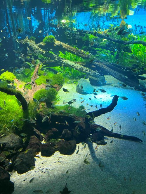 川崎水族館の魚