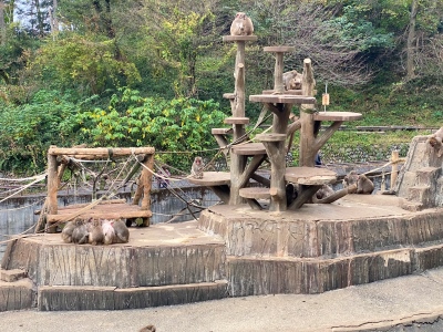 多摩動物公園のニホンザル