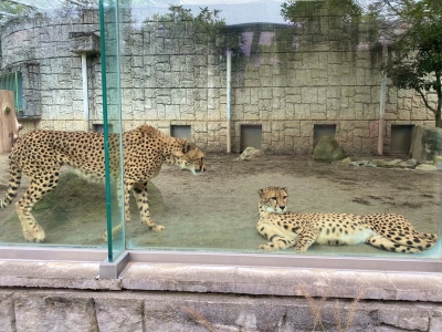 多摩動物公園のチーター1