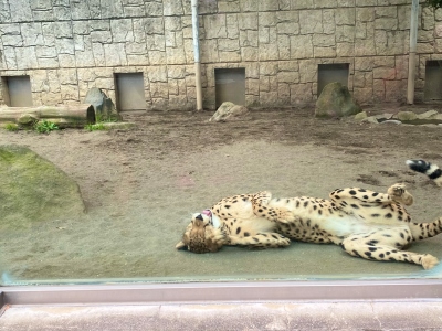 多摩動物公園のチーター2