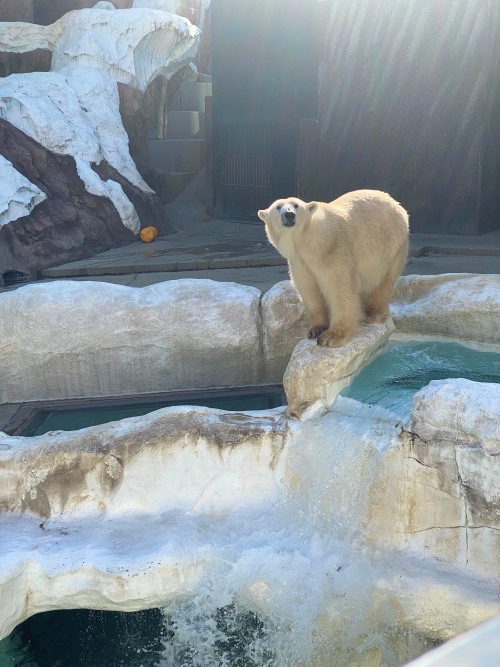 上野動物園のホッキョクグマ