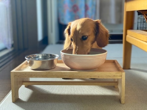 ドックフードを食べる犬