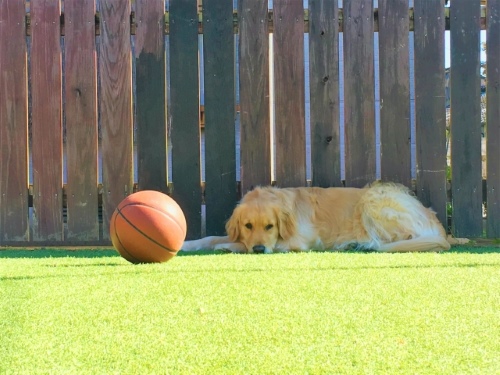 ボール遊びをする犬