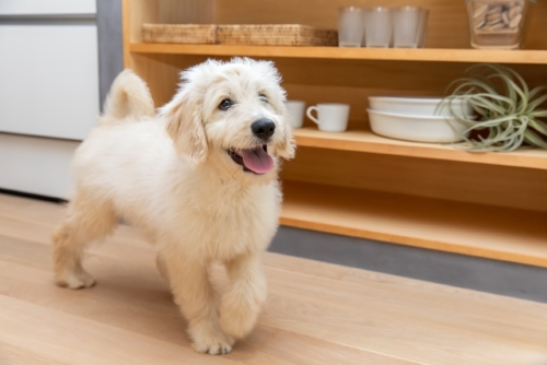 犬と暮らす快適な家づくり