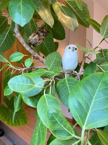 観葉植物とフクロウ